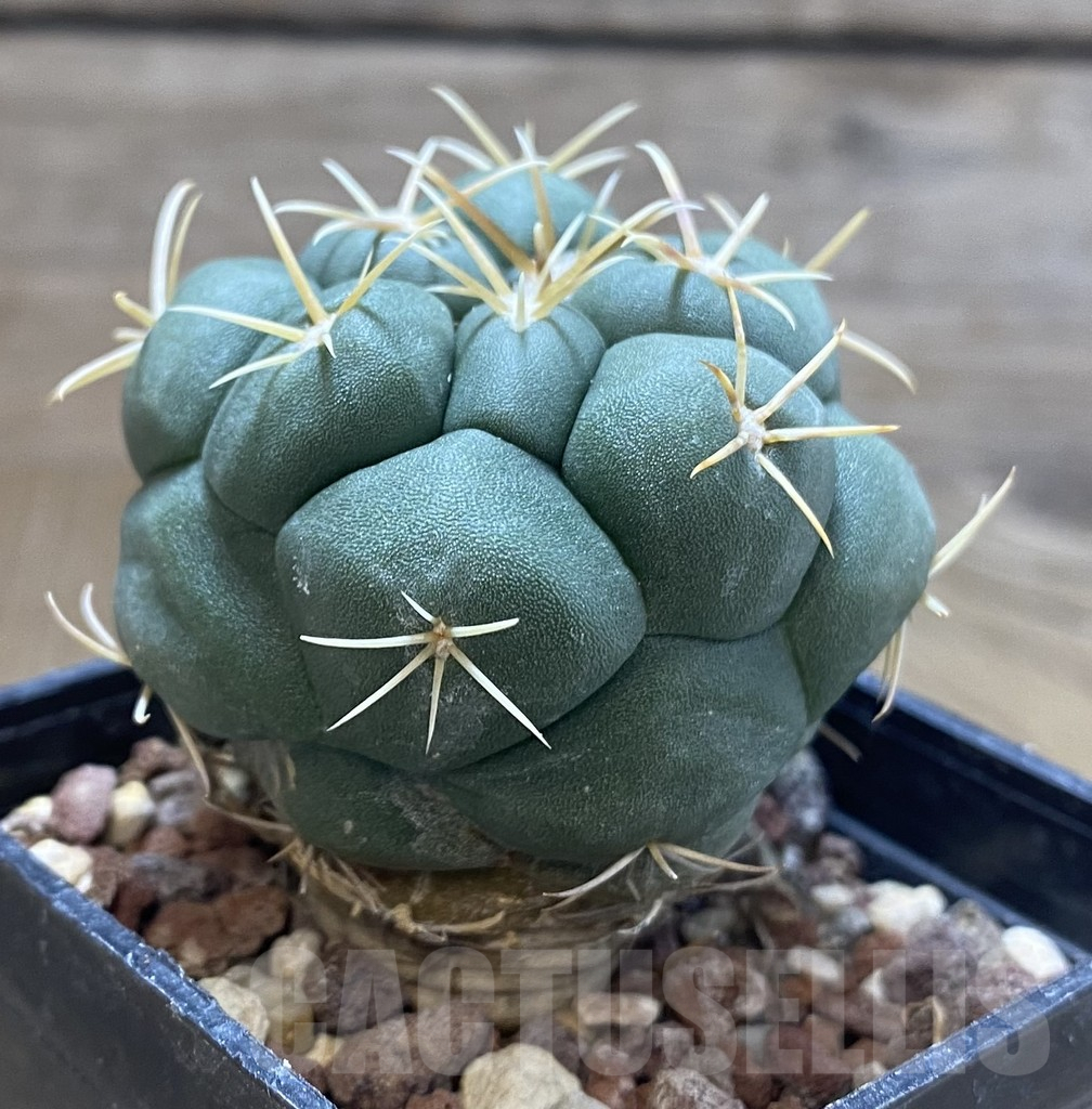 SHPR38898 Thelocactus lloydii v. major HK 1608 - Obrázek 2