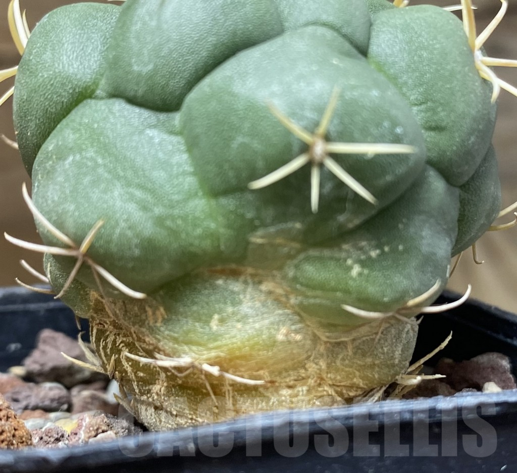 SHPR38898 Thelocactus lloydii v. major HK 1608 - Obrázek 3