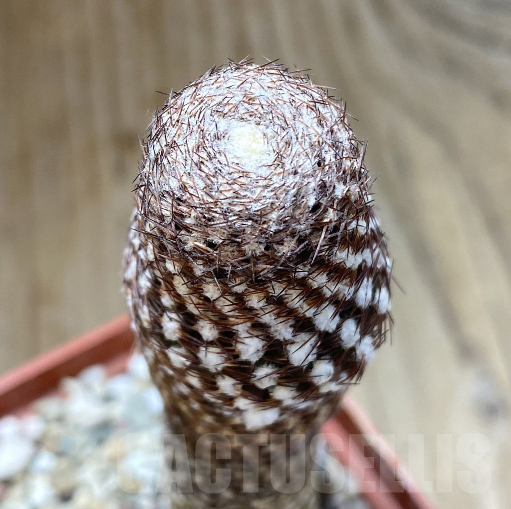 SHPR38899 Thelocephala duripulpa AW 94