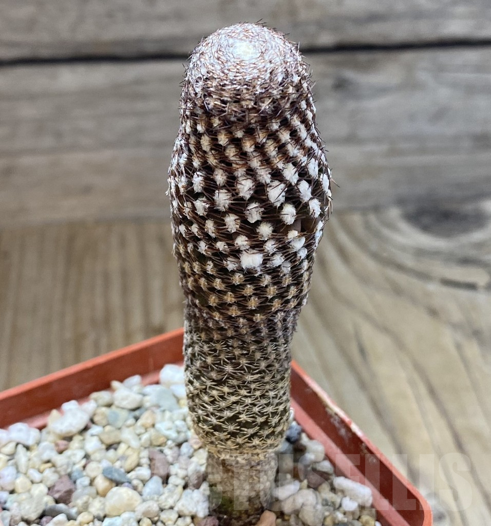 SHPR38899 Thelocephala duripulpa AW 94 - Obrázek 2