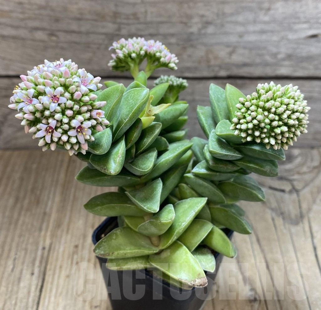 SHPR38864 Crassula 'Springtime' - Image 2