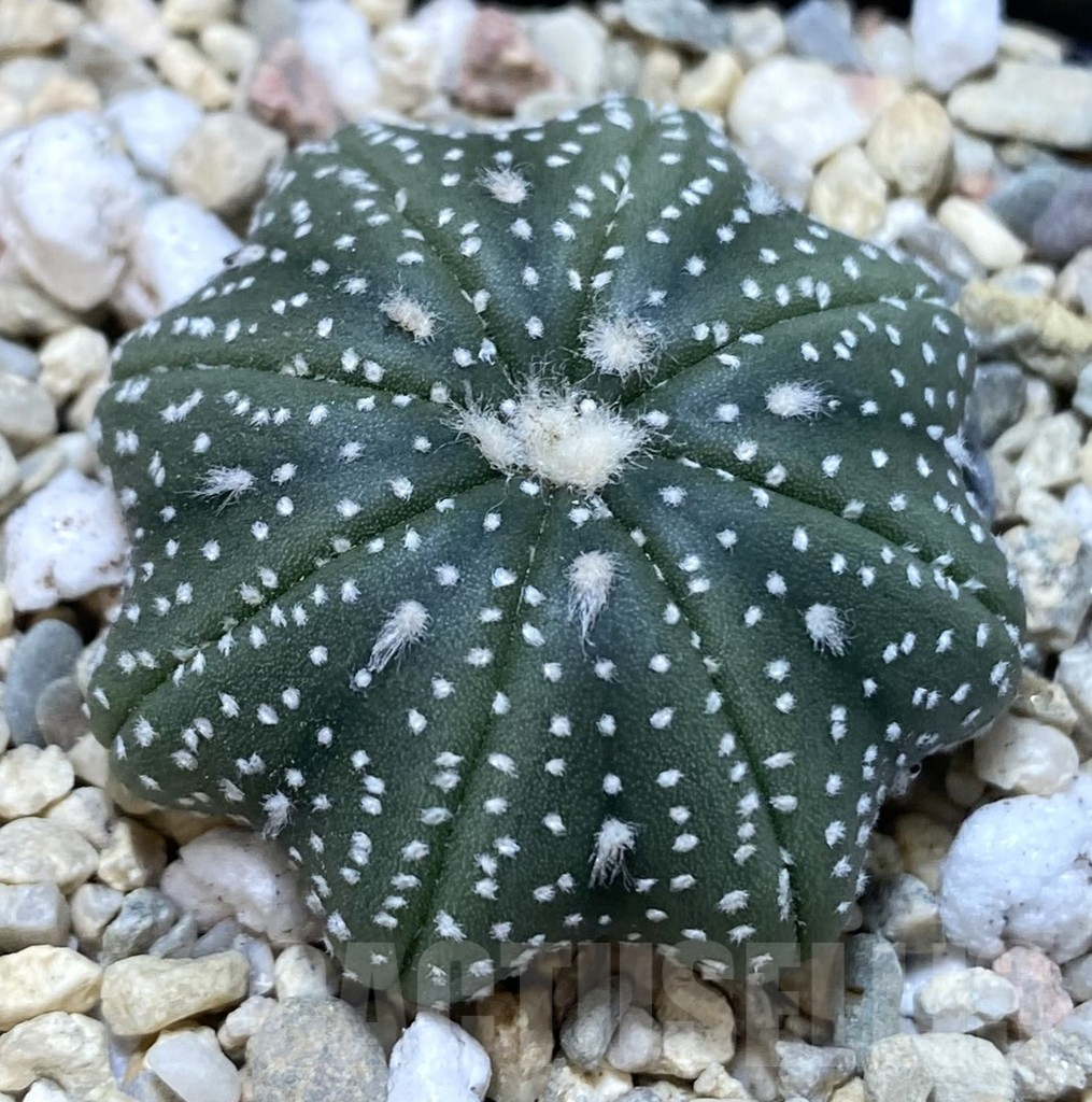 SHPR38903 Astrophytum asterias ‘Star Shape’