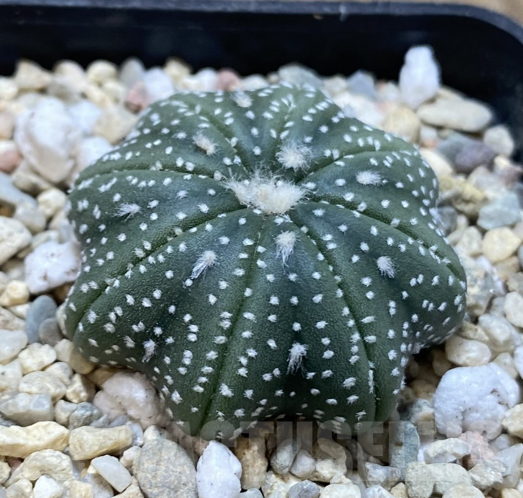 SHPR38903 Astrophytum asterias ‘Star Shape’ - 画像 (2)