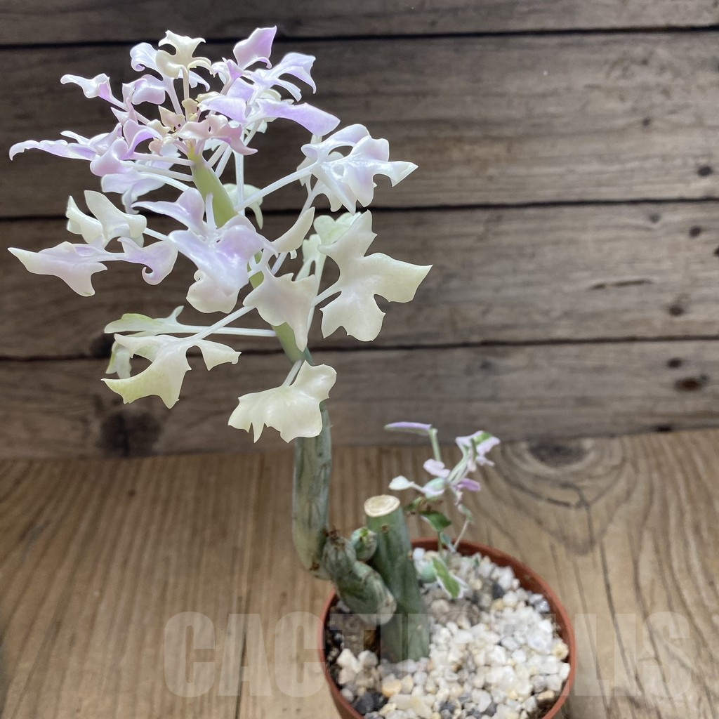 SHPR38865 Senecio articulatus variegata – Bild 2