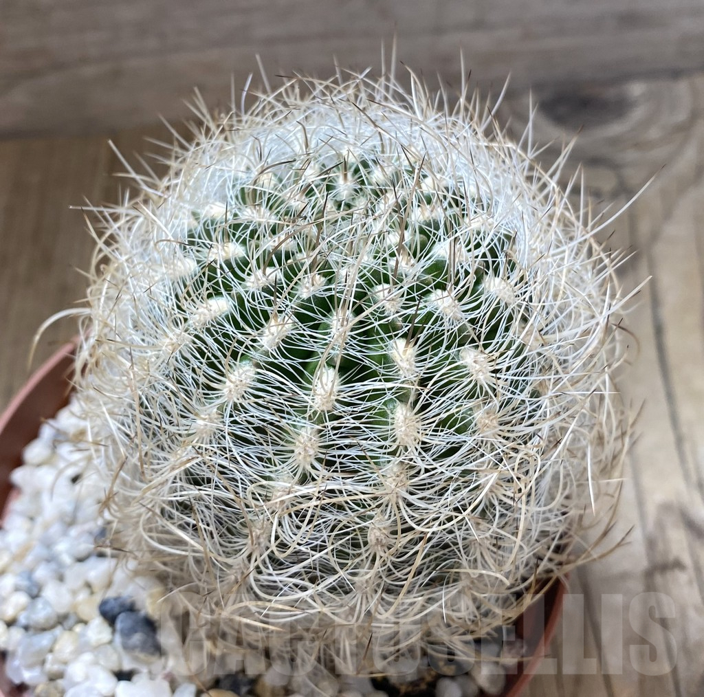 SHPR38907 Neoporteria senilis