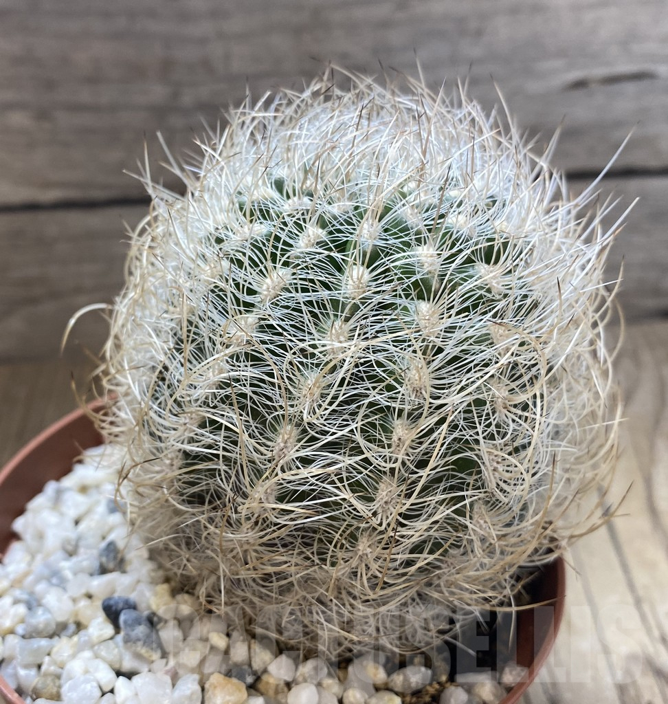 SHPR38907 Neoporteria senilis - immagine 3