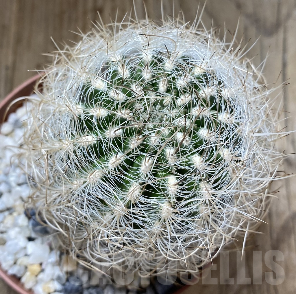 SHPR38907 Neoporteria senilis - immagine 2