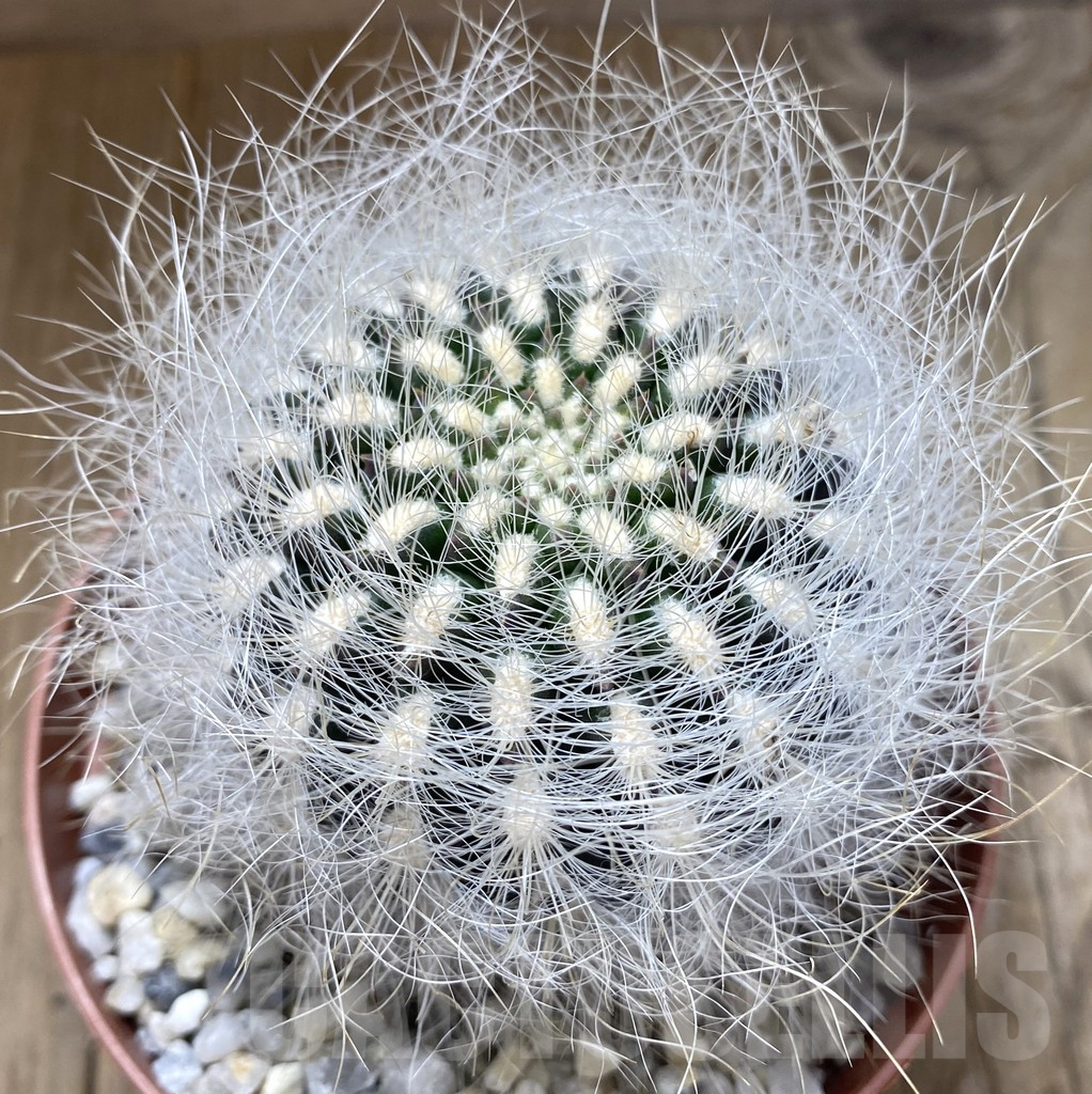 SHPR38908 Neoporteria senilis