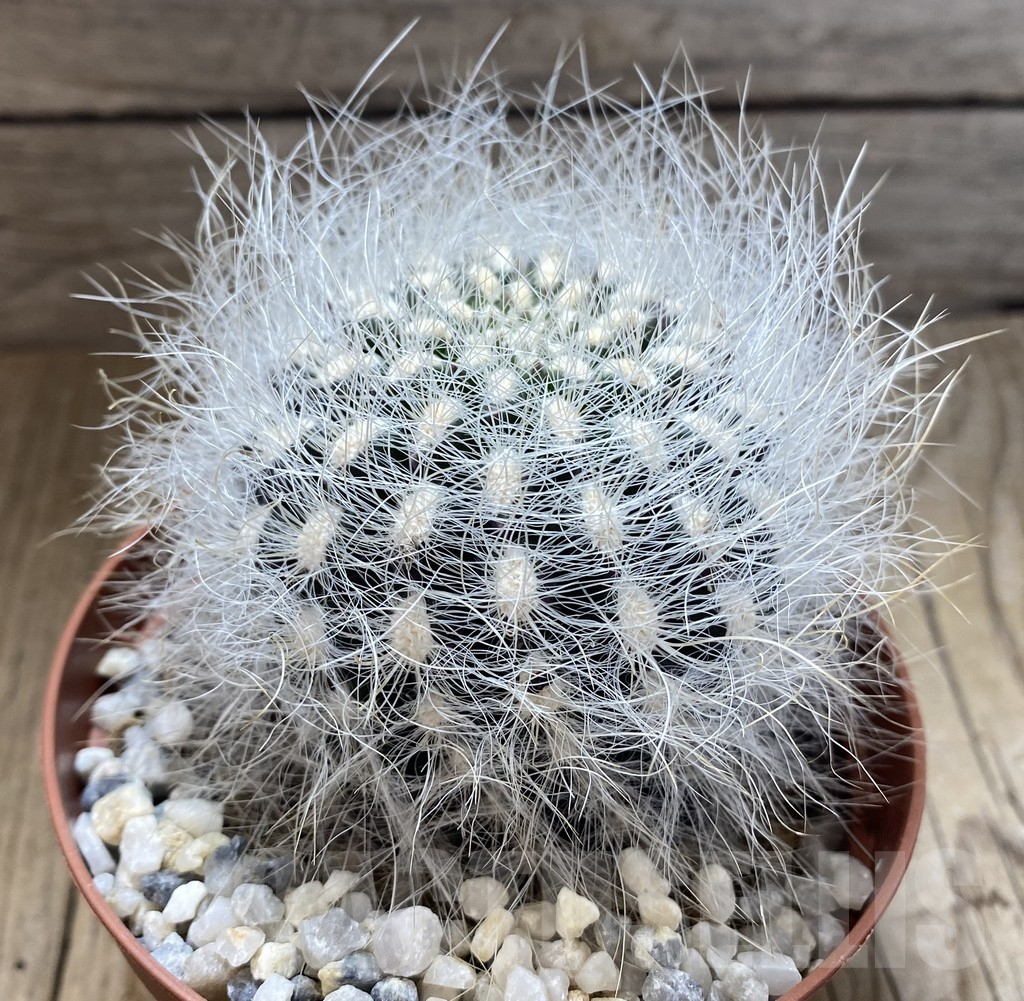 SHPR38908 Neoporteria senilis - Image 2