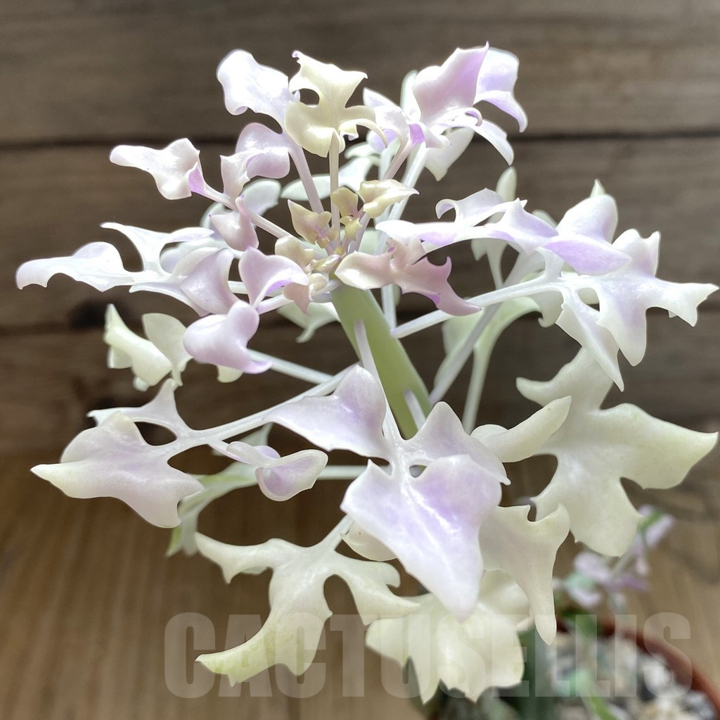 SHPR38865 Senecio articulatus variegata