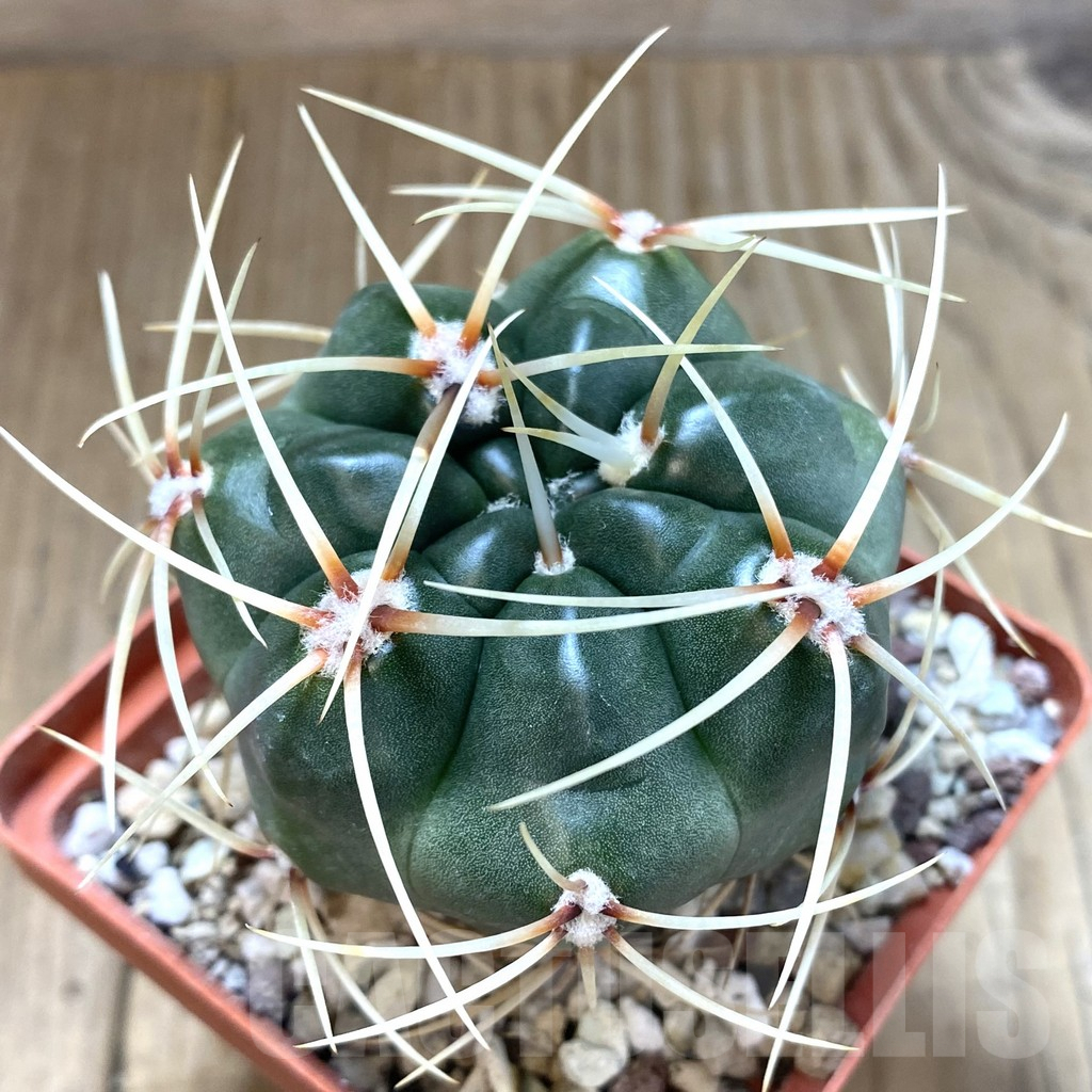 SHPR38912 Gymnocalycium monvillei, hard spines