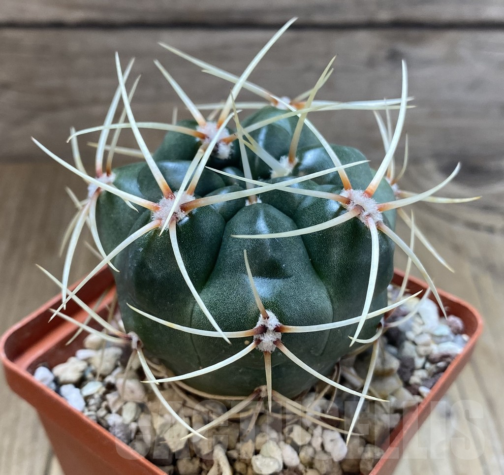 SHPR38912 Gymnocalycium monvillei, hard spines - Image 2