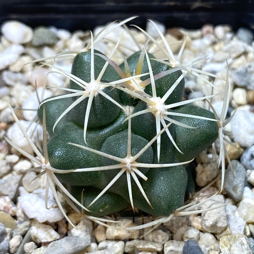 SHPR38914 Thelocactus heterochromus