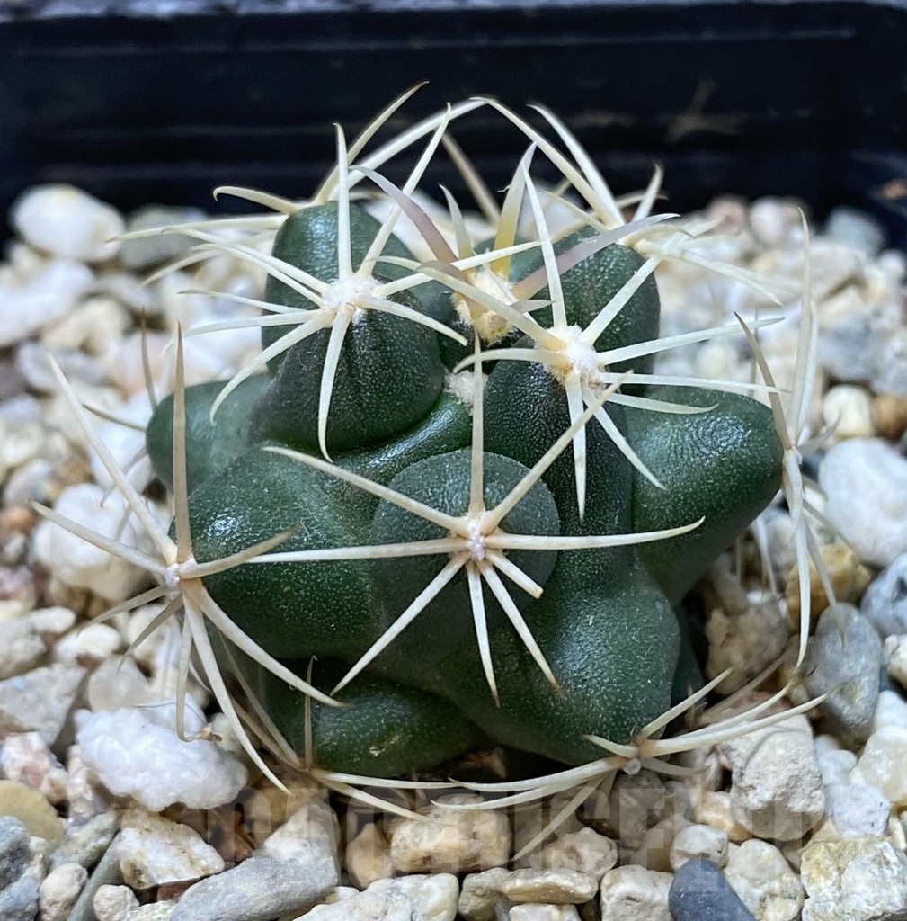 SHPR38914 Thelocactus heterochromus - Image 2