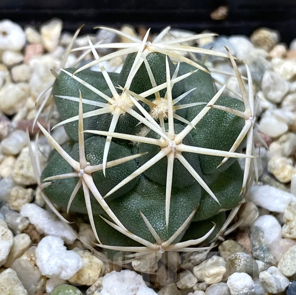 SHPR38915 Thelocactus heterochromus