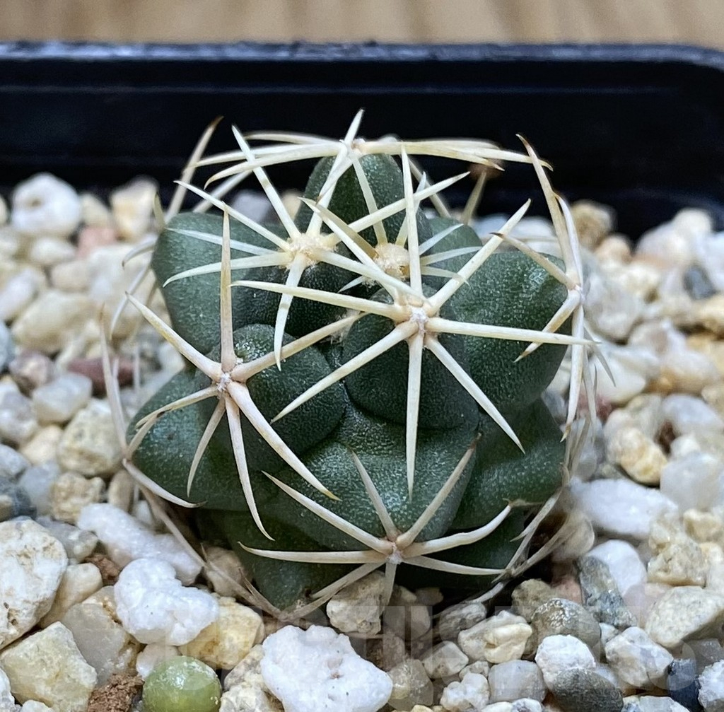 SHPR38915 Thelocactus heterochromus - Image 2