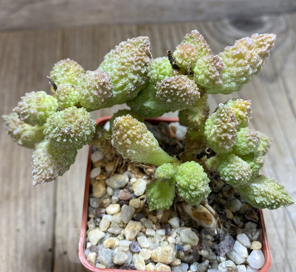 SHPR38866 Adromischus marianae v. herrei - Image 2