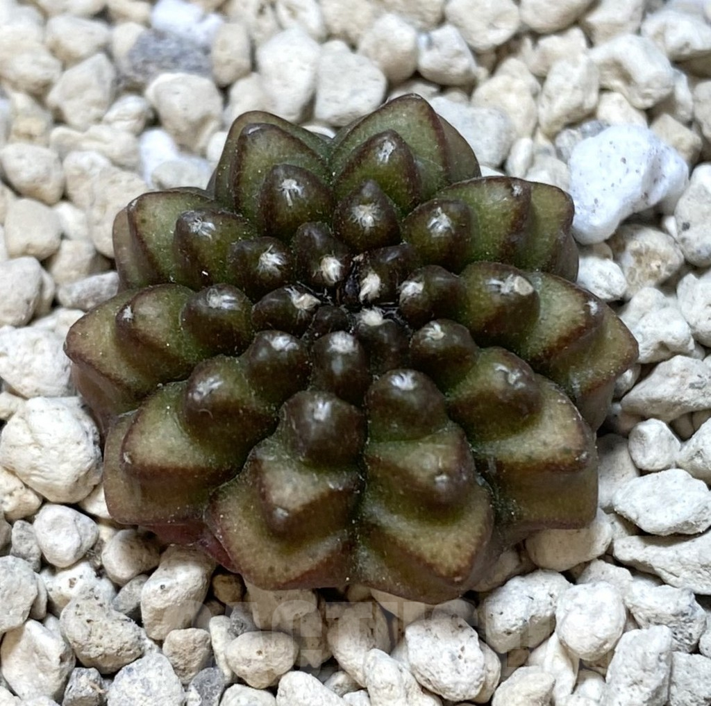 SHPR38916 Gymnocalycium mihanovichii ‘inermis’ seedling