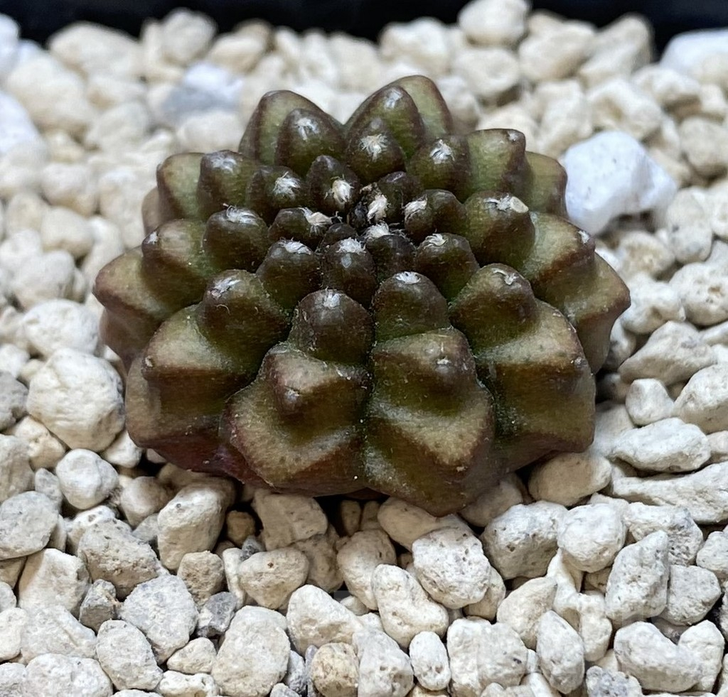 SHPR38916 Gymnocalycium mihanovichii ‘inermis’ seedling - Image 2