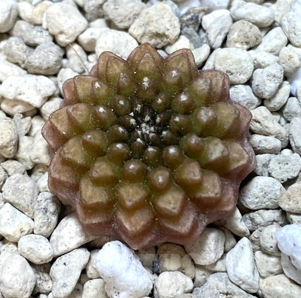 SHPR38917 Gymnocalycium mihanovichii ‘inermis’ seedling