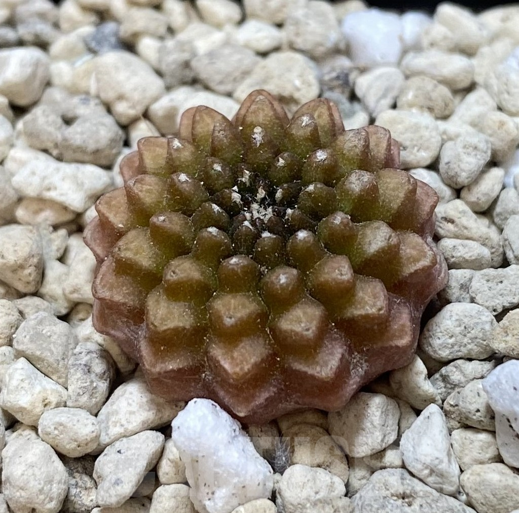 SHPR38917 Gymnocalycium mihanovichii ‘inermis’ seedling - Imagen 2