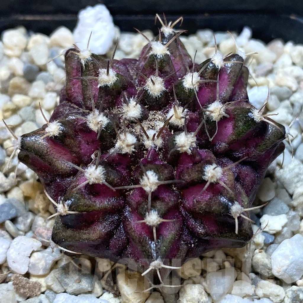 SHPR38918 Gymnocalycium mihanovichii T-rex