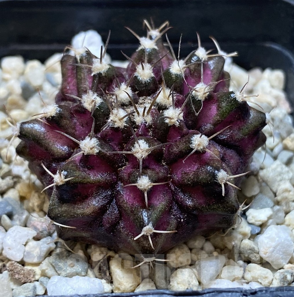 SHPR38918 Gymnocalycium mihanovichii T-rex - Image 2