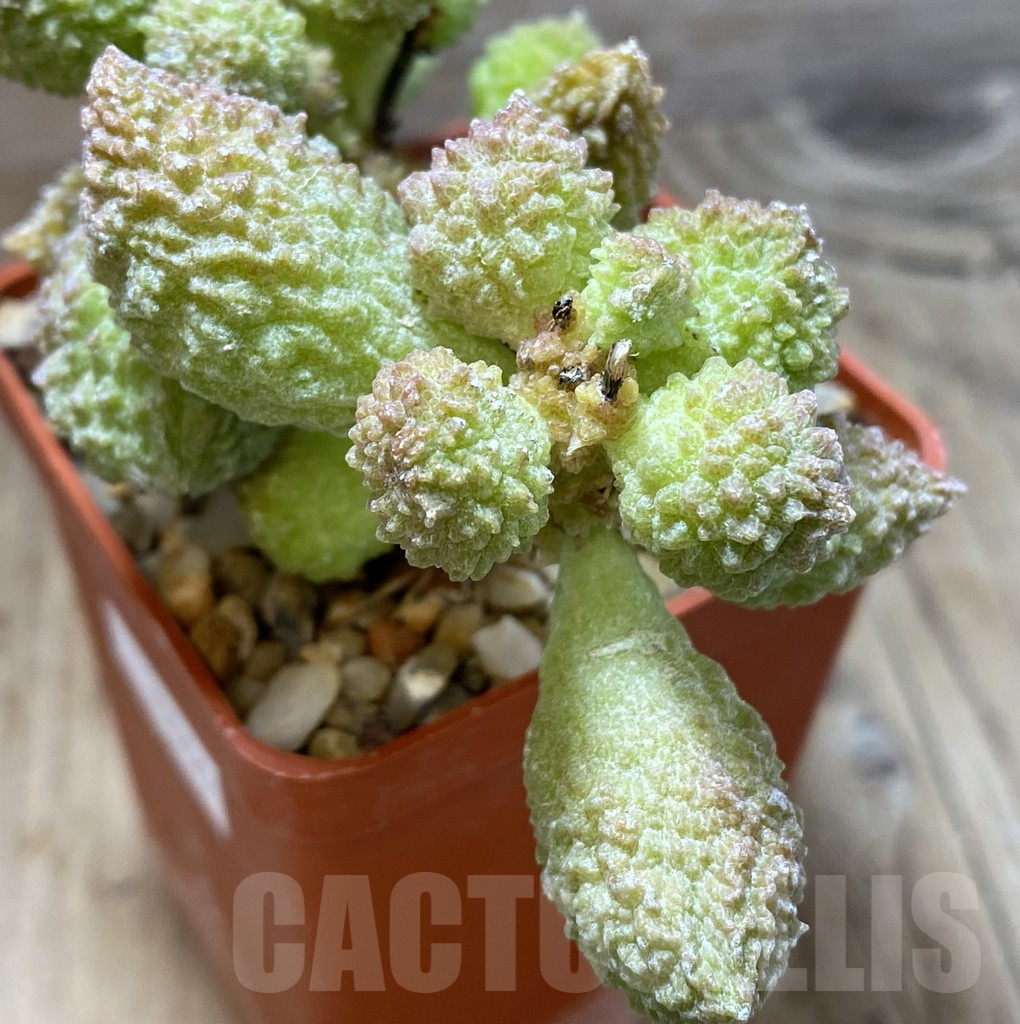 SHPR38866 Adromischus marianae v. herrei