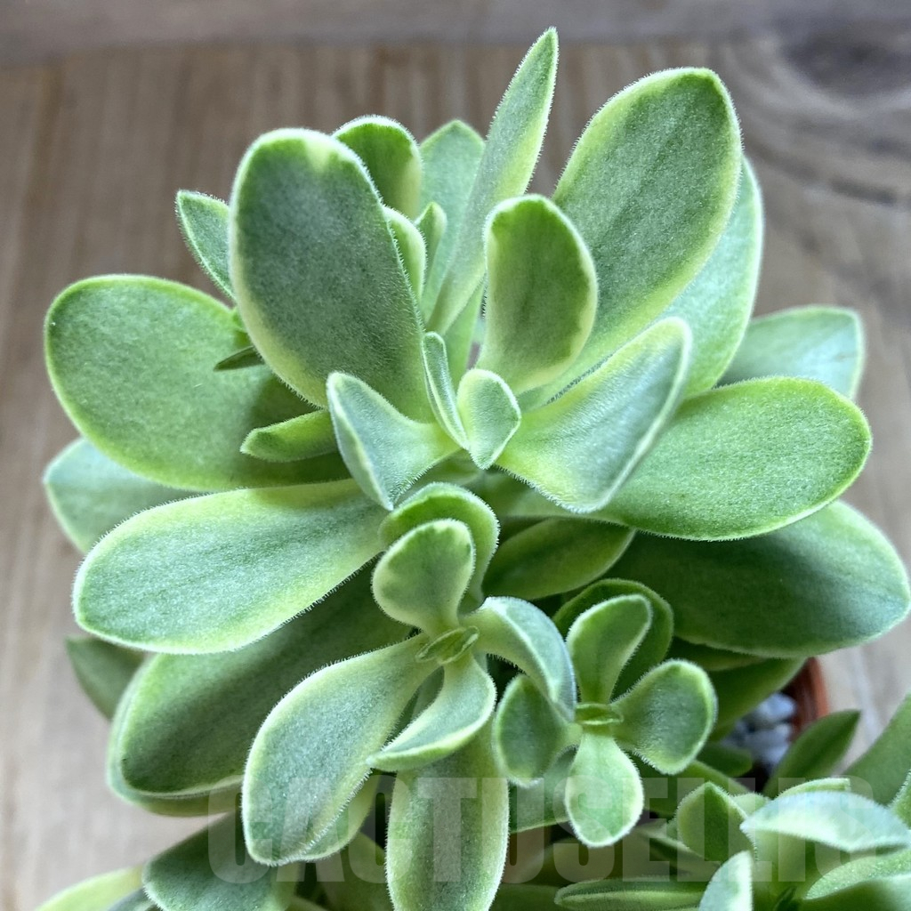 SL38861 Crassula 'Rusby' f. variegata - Image 2