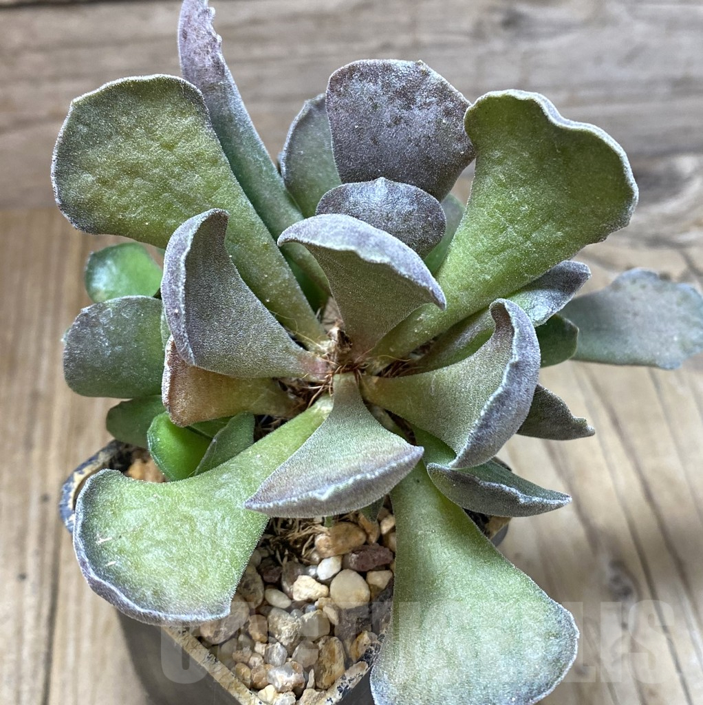 SHPR38868 Adromischus cristatus