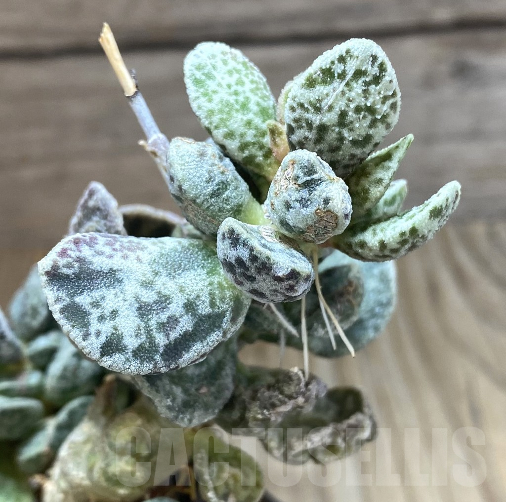 SHPR38869 Adromischus marianae ‘Bryan Makin’