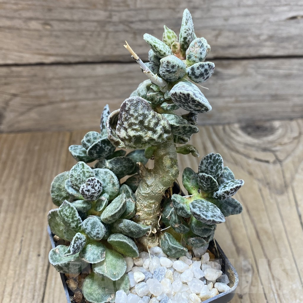 SHPR38869 Adromischus marianae ‘Bryan Makin’ - immagine 2
