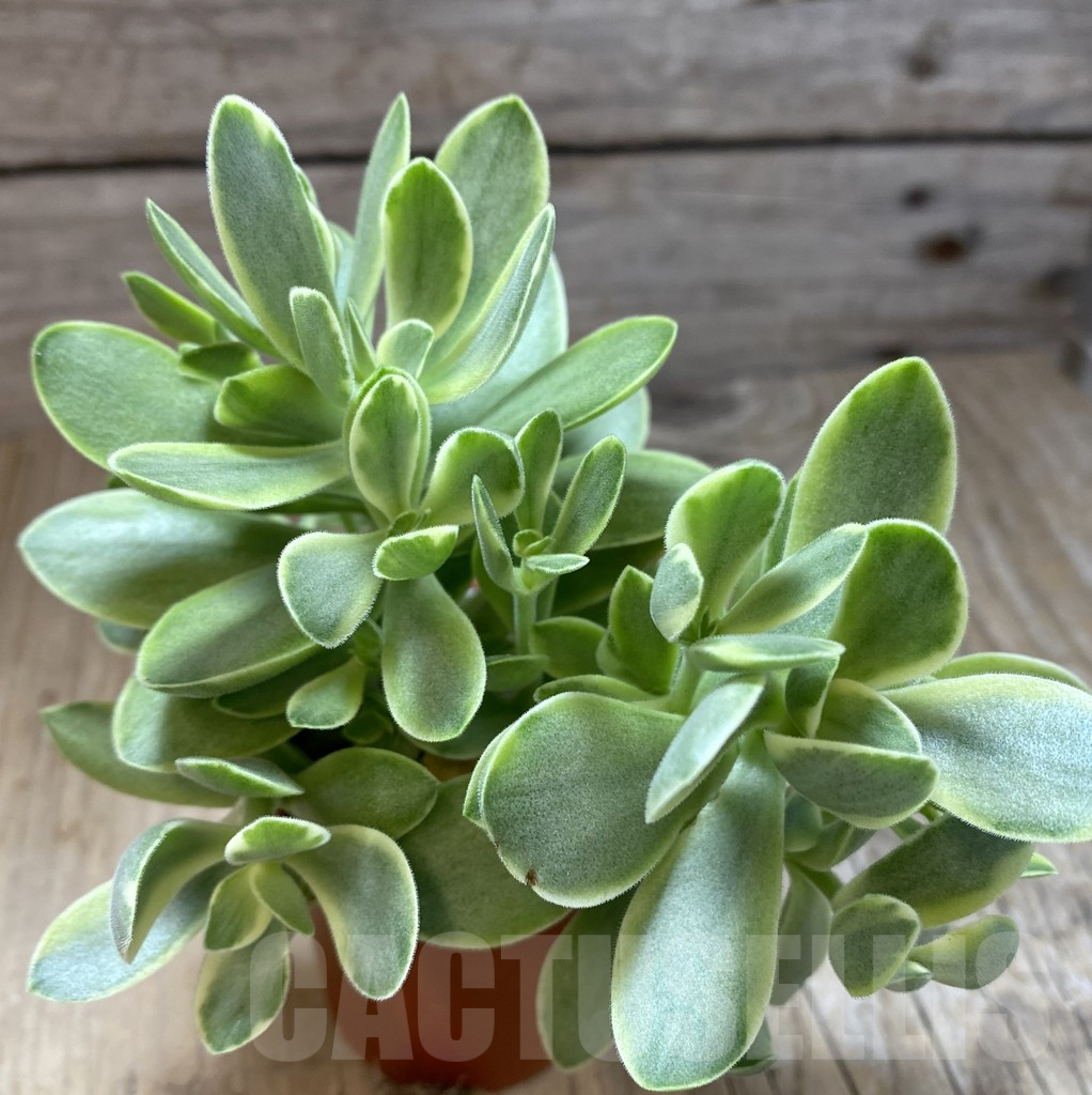 SL38861 Crassula 'Rusby' f. variegata
