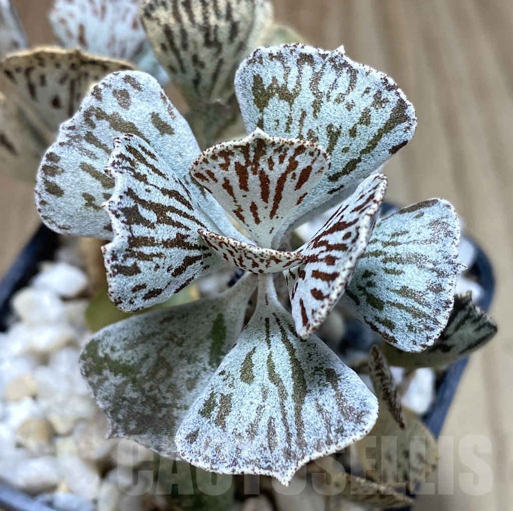 SHPR38872 Kalanchoe rhombopilosa