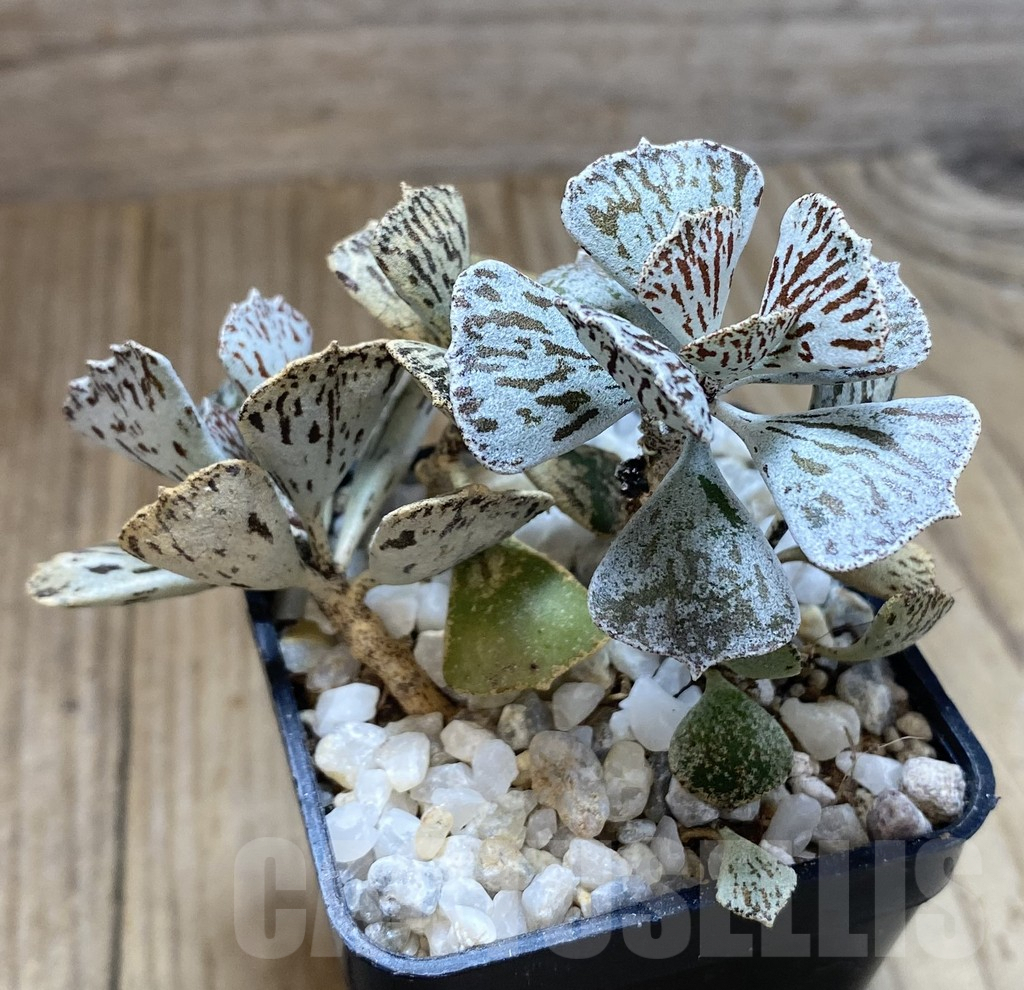 SHPR38872 Kalanchoe rhombopilosa - Image 2