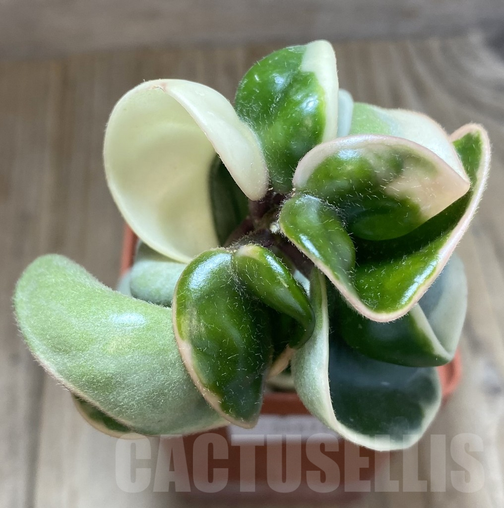 SHPR38874 Hoya compacta f. variegata - Image 2