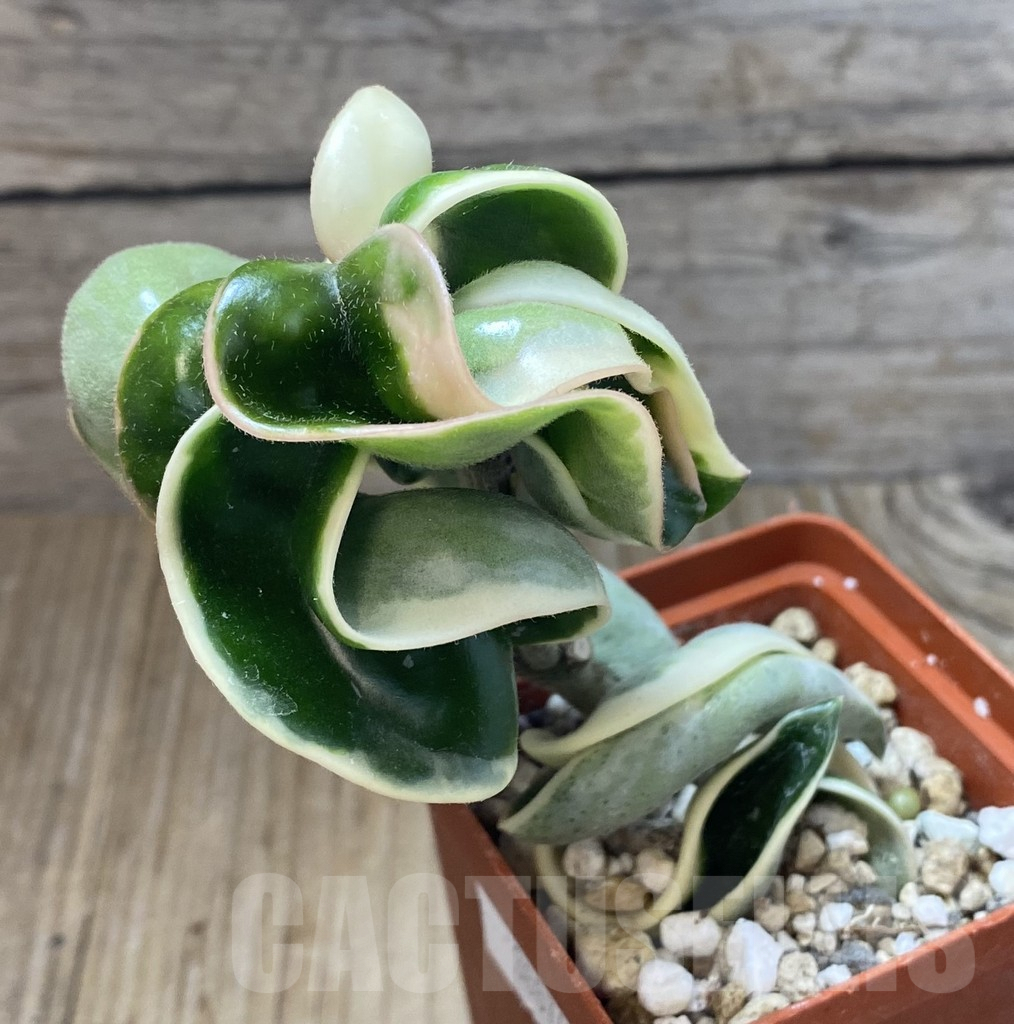 SHPR38874 Hoya compacta f. variegata - Image 3