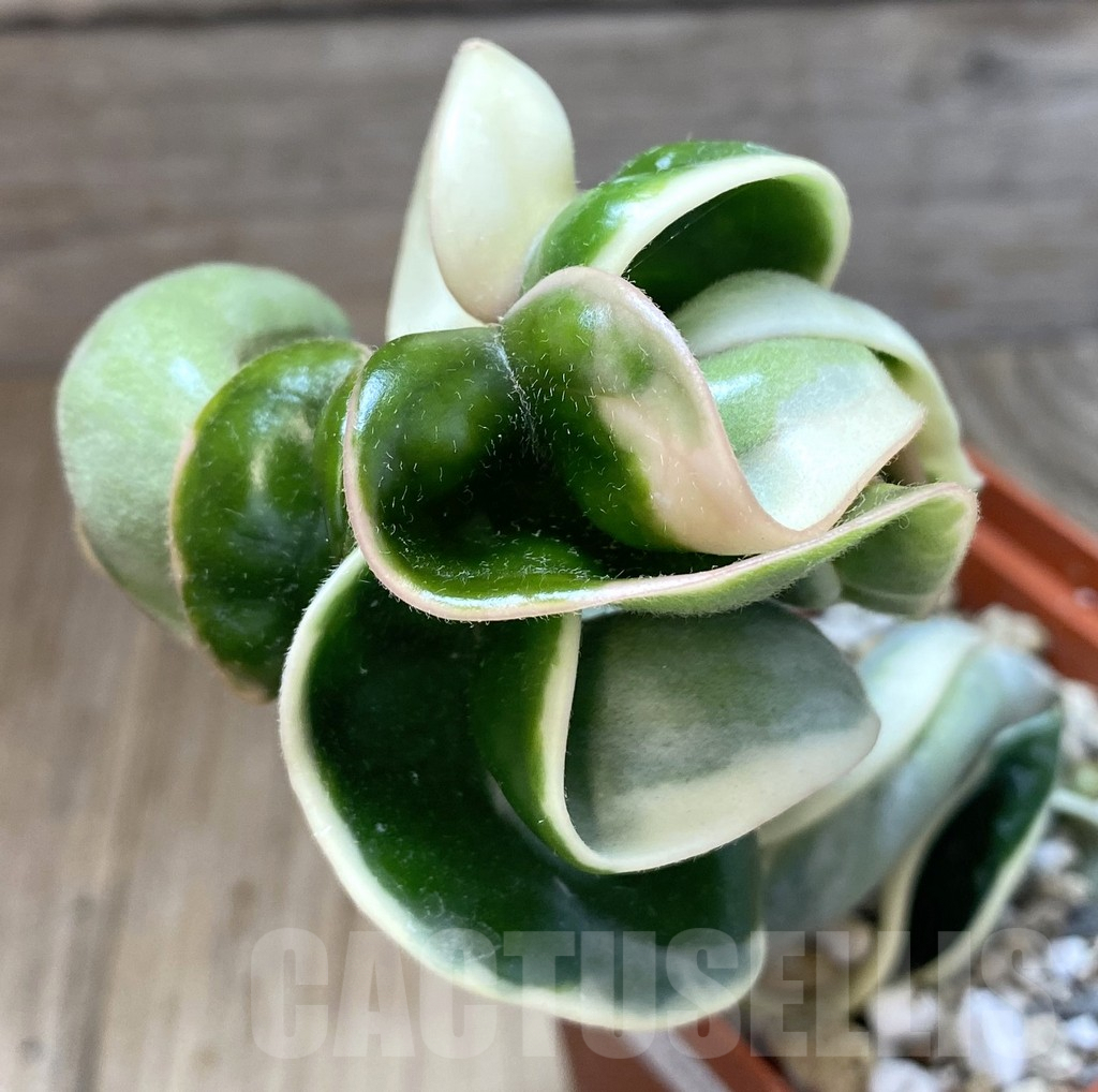 SHPR38874 Hoya compacta f. variegata