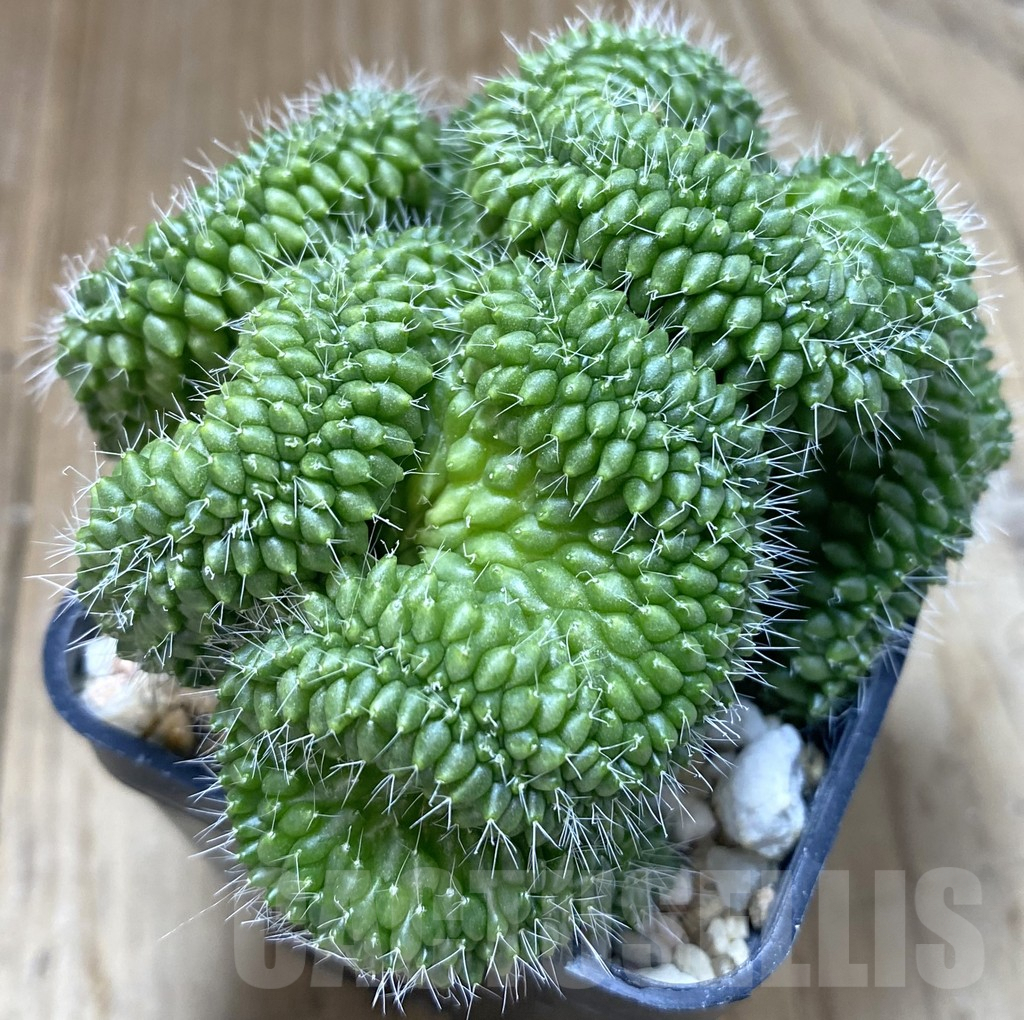 SHPR38877 Mammillaria bucareliensis f. cristata