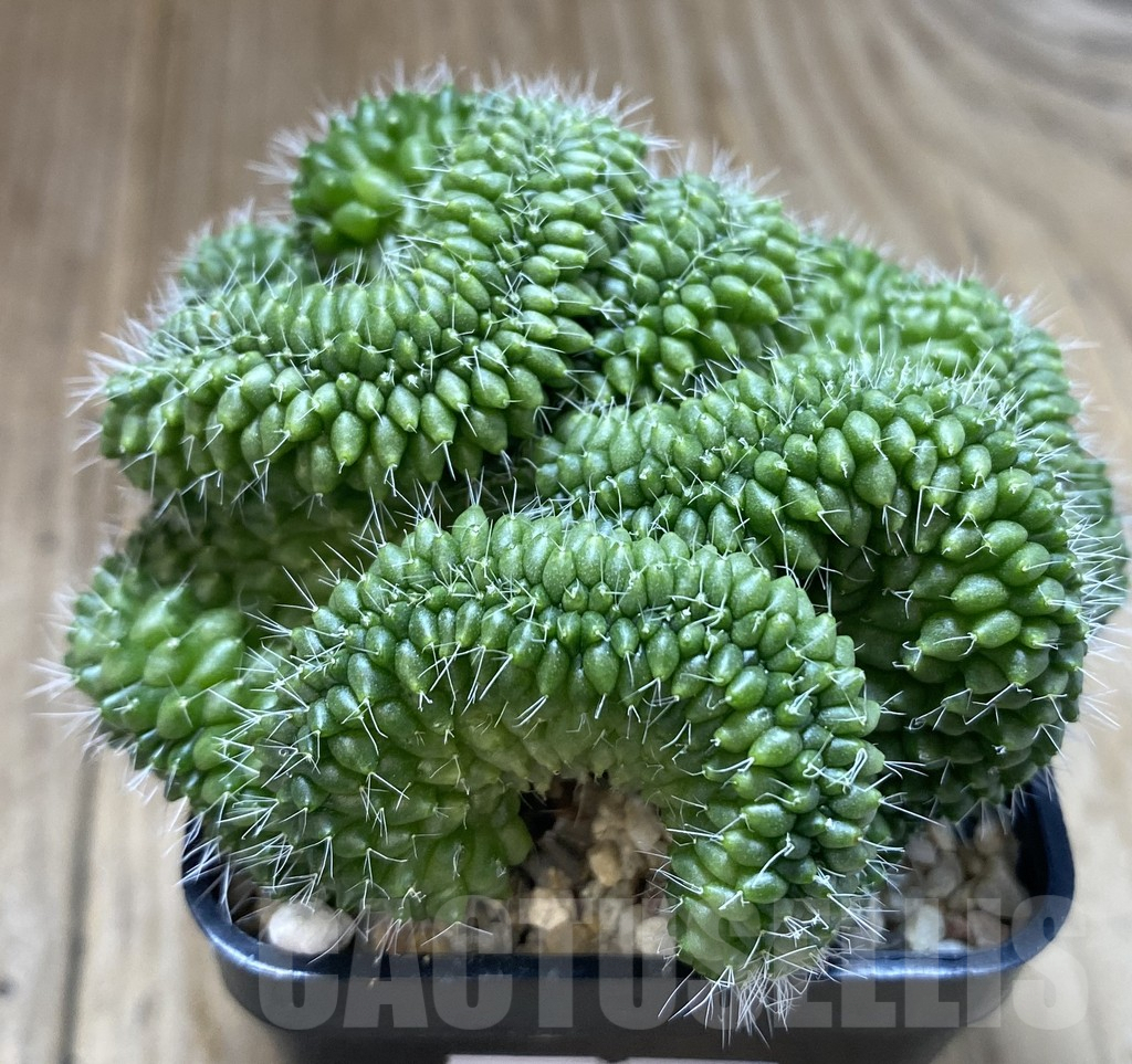 SHPR38877 Mammillaria bucareliensis f. cristata - Image 2