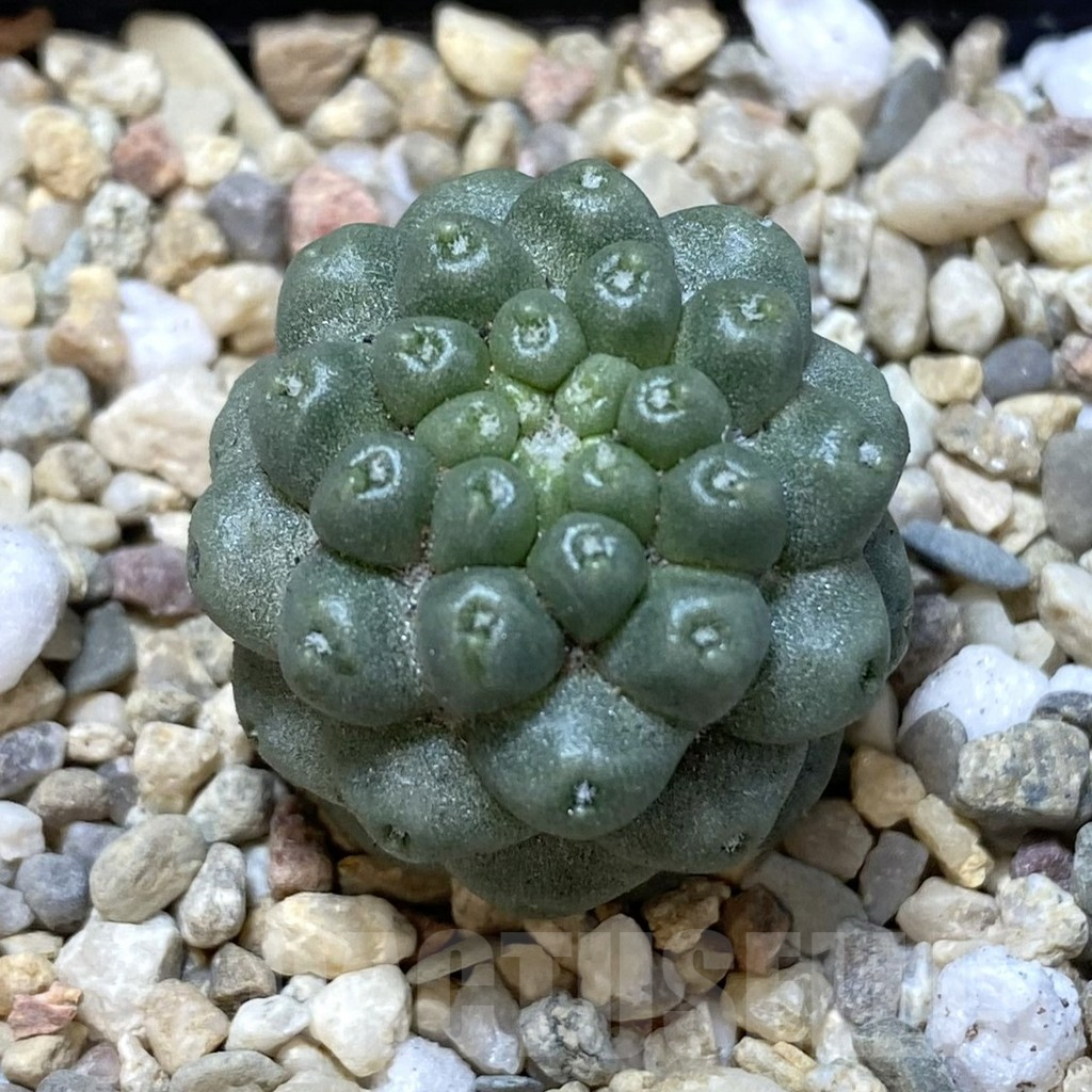 SHPR38878 Mammillaria schumannii f. monstrosa