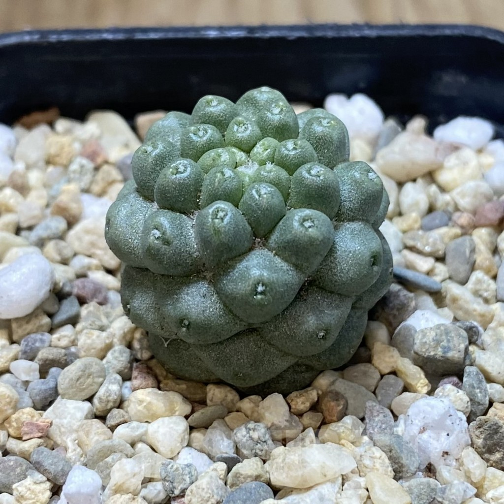 SHPR38878 Mammillaria schumannii f. monstrosa - Image 2