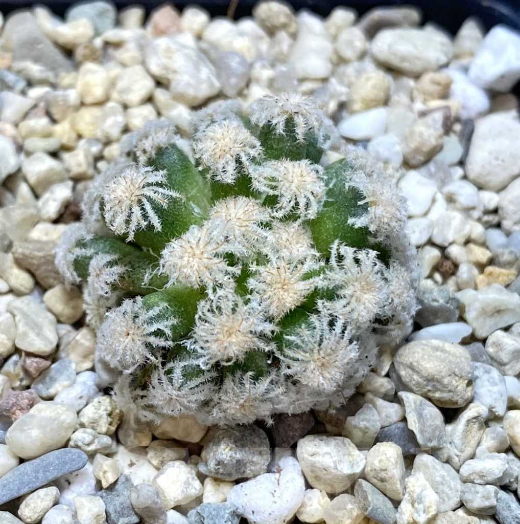 SHPR38882 Mammillaria plumosa ‘Snow’