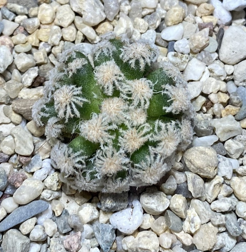 SHPR38882 Mammillaria plumosa ‘Snow’ - Зображення 2