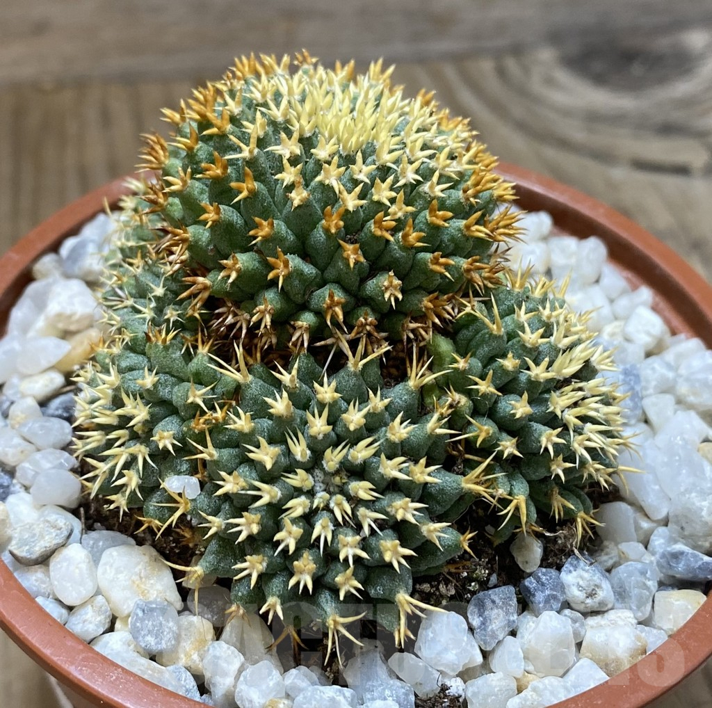 SHPR38883 Mammillaria camptotricha ‘Bru’ - Зображення 2