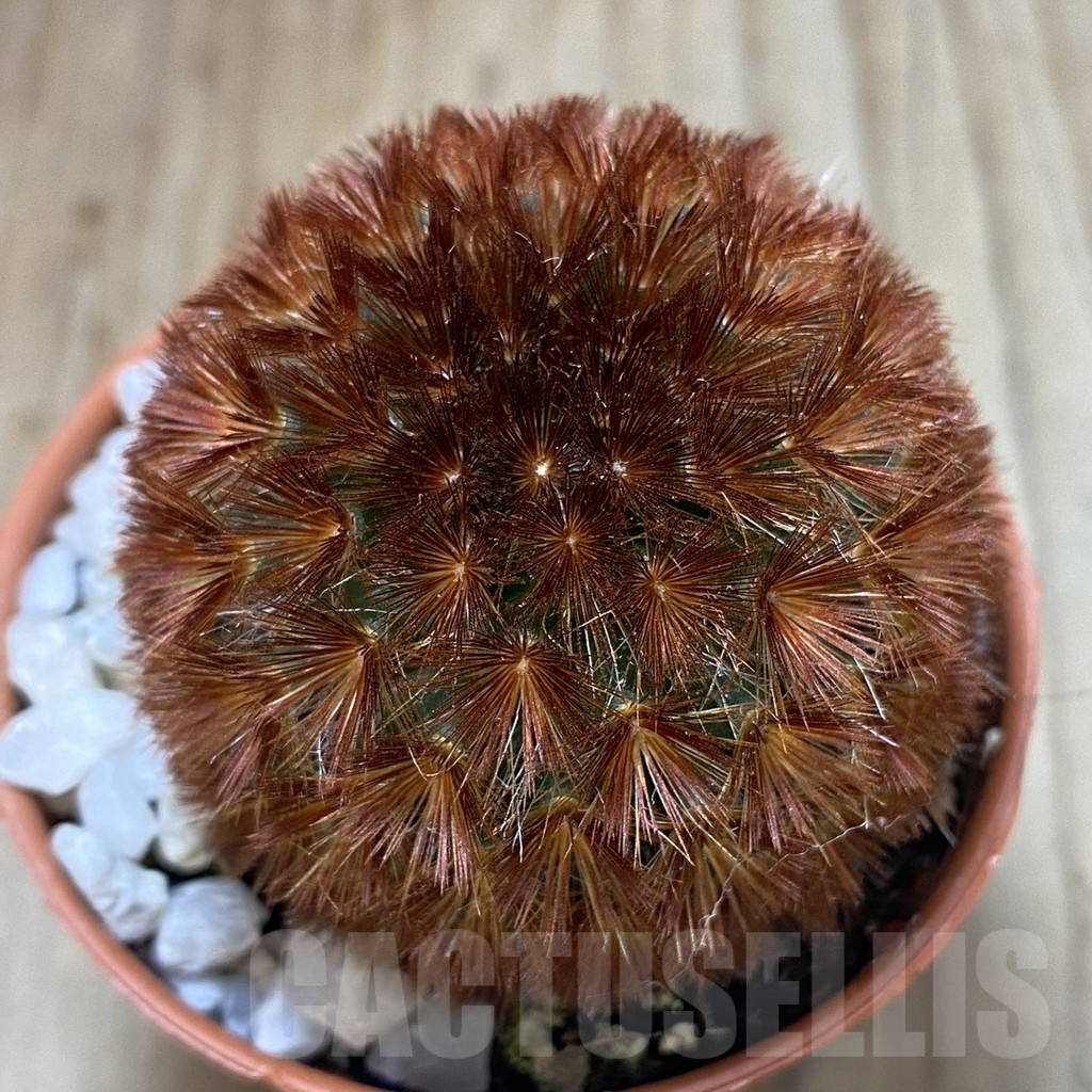 SHPR38884 Mammillaria carmenae f. rubrispina select form