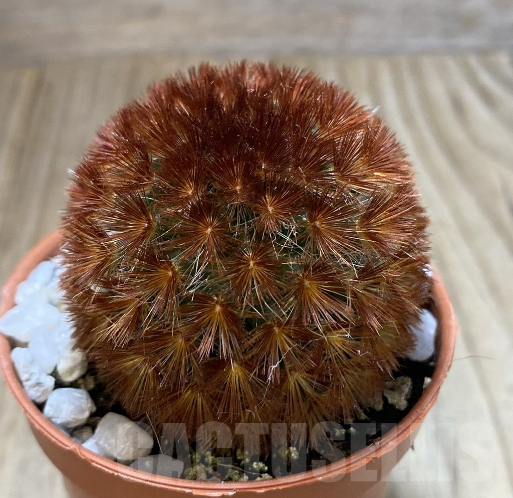 SHPR38884 Mammillaria carmenae f. rubrispina select form - Зображення 2