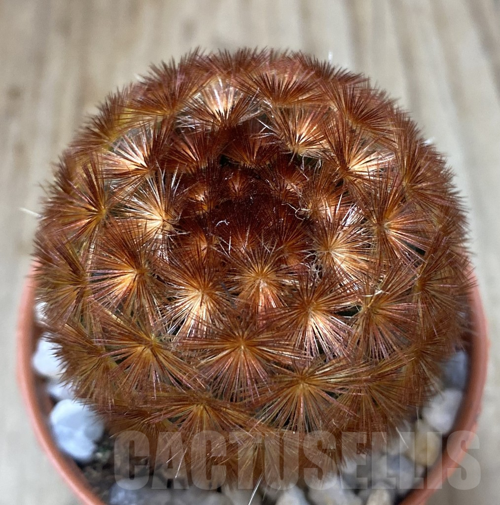 SHPR38885 Mammillaria carmenae f. rubrispina select form