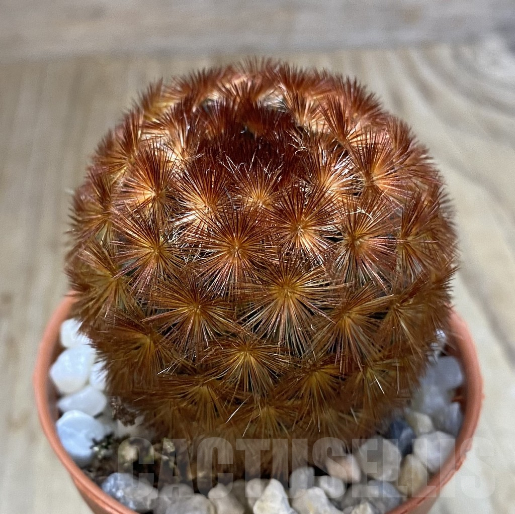 SHPR38885 Mammillaria carmenae f. rubrispina select form - Image 2