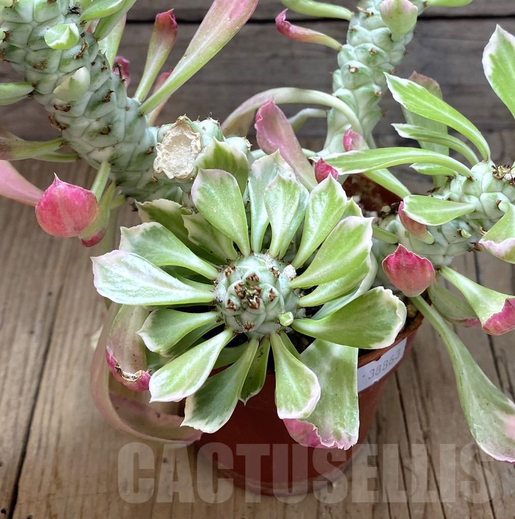 SHPR38863 Monadenium stapelioides f. variegata